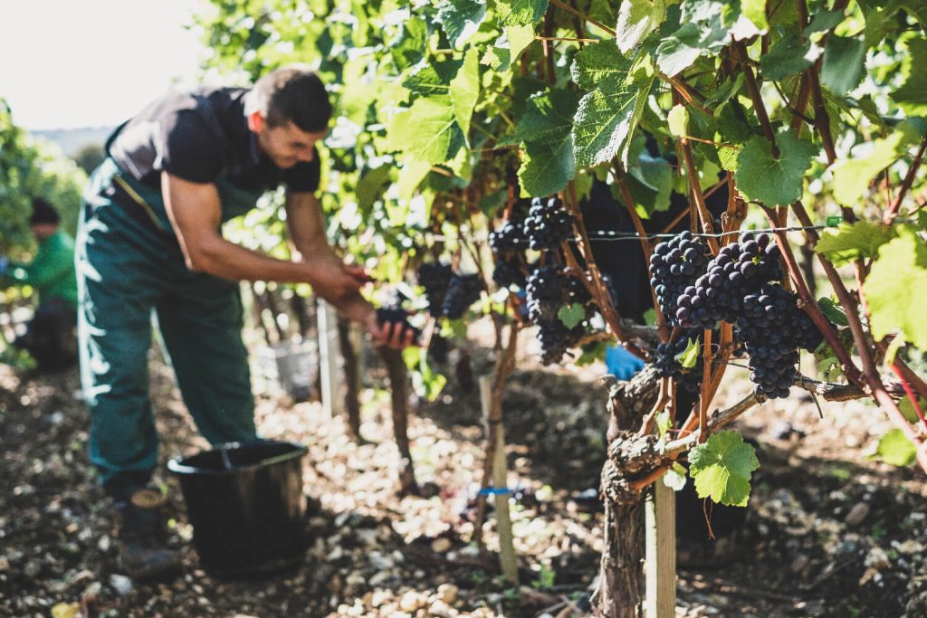 jeune dans une vigne