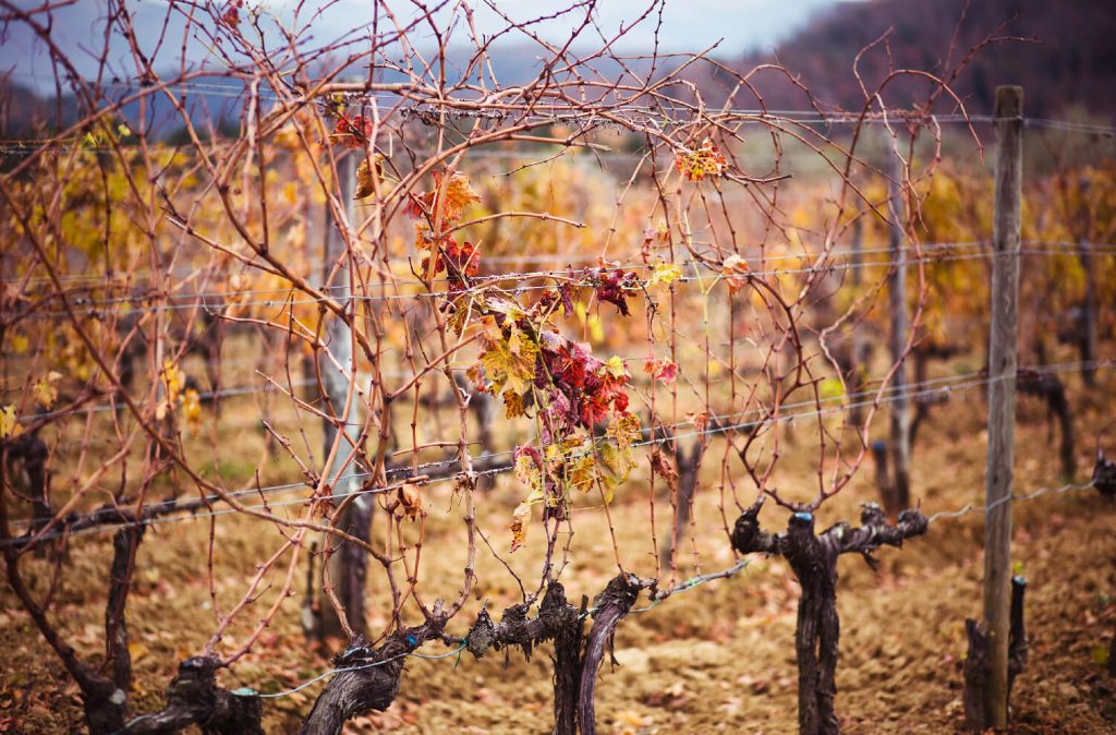 vignoble-au-coucher-du-soleil